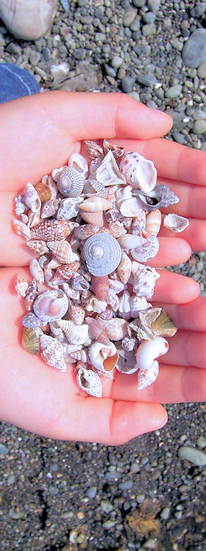 Tiny Seashell <p> 三保の海辺には小さな貝殻がたくさん流れ着きます。立ったままだとわかりませんが小さくしゃがむと見えてきます。</p>