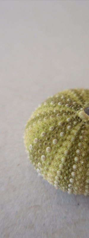 Sea urchin shell<p>自然が作り出すものは本当に美しいと思います。ウニの殻は指でつまむと簡単に崩れ、同じ形のかけらになります。</p>